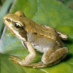 jungerfrosch04