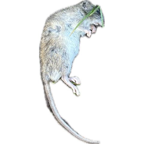 image.png.904ec5f98356d0ce9d0a32adbe06ce5a.png