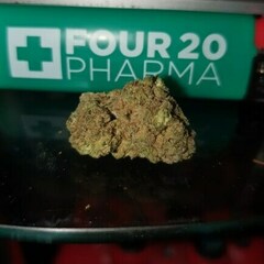 Bobhaze420