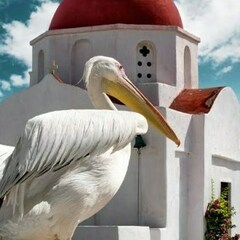 Pelican